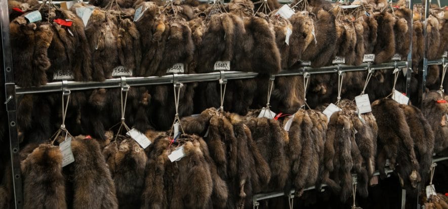 Canada, la guerra è l’ultima grana per le aste di pellicce