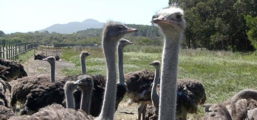 Meat in Asia, leather in Europe: the matter of South African ostriches