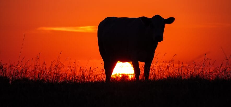 Kansas, migliaia di bovini morti per il caldo: zootecnia in crisi