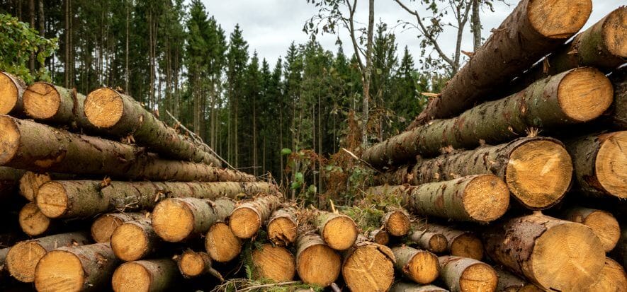 Cotance a gran voce: la pelle non c’entra con la deforestazione