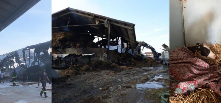 Fiamme in allevamento veneto: persi 20 vitelli, mezzo mln di danni