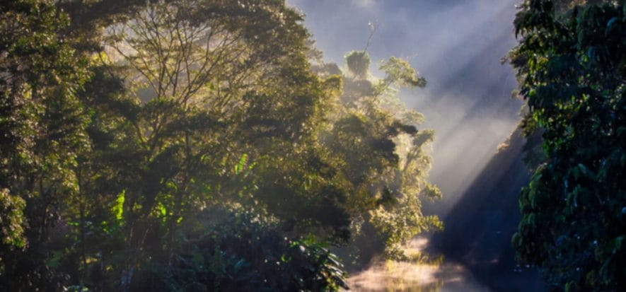 Marfrig aderisce a Biomas per la difesa delle foreste brasiliane