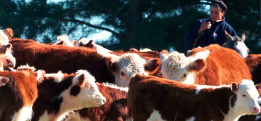 Uruguay, l’ultima acquisizione di Minerva diventa un caso politico