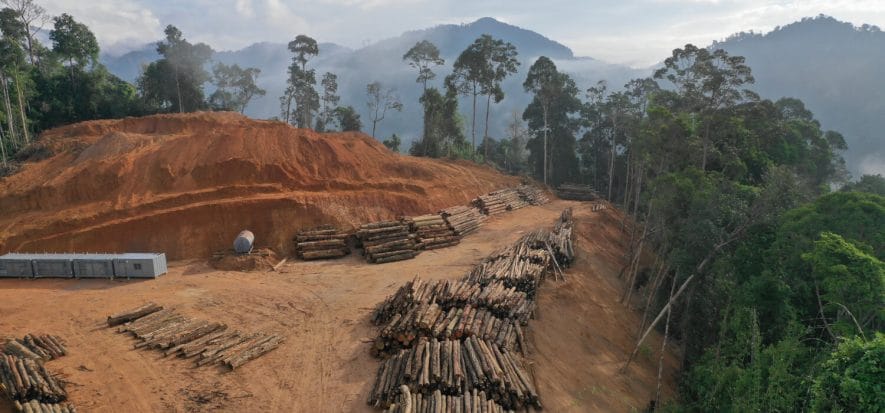 Deforestazione, avanza la legge UE: gli oneri per gli importatori