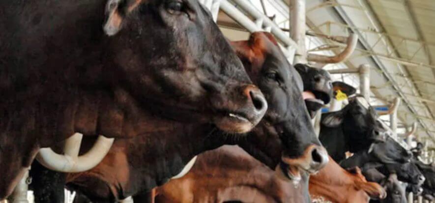 Il 2022 non è stato un grande anno per la carne rossa europea