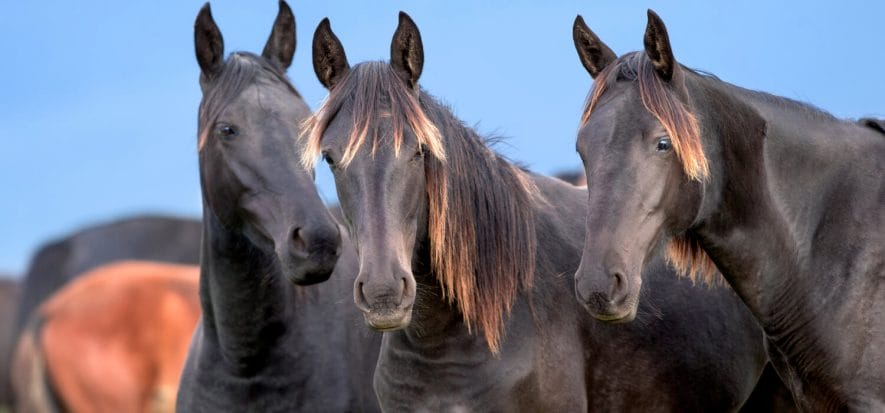 Gli animalisti bussano all’Europa per vietare anche il cavallo