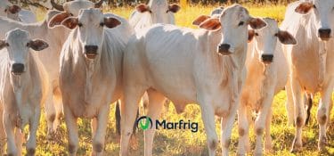 Marfrig chiude il primo trimestre 2023 al +42,2%