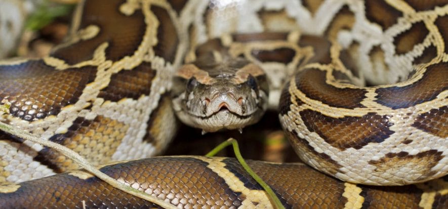 Florida, tanning can solve the problem of invading pythons