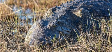 Due notizie da Zimbabwe e Australia sulla filiera del coccodrillo