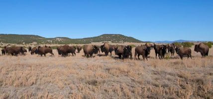 USA: Il Bisonte sostiene il ripopolamento del suo animale simbolo