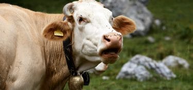 Argentina, how to recover bovine hair for next-gen batteries