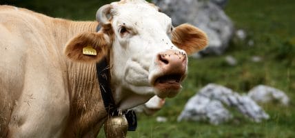 Argentina, come recuperare il pelo bovino per le batterie next-gen