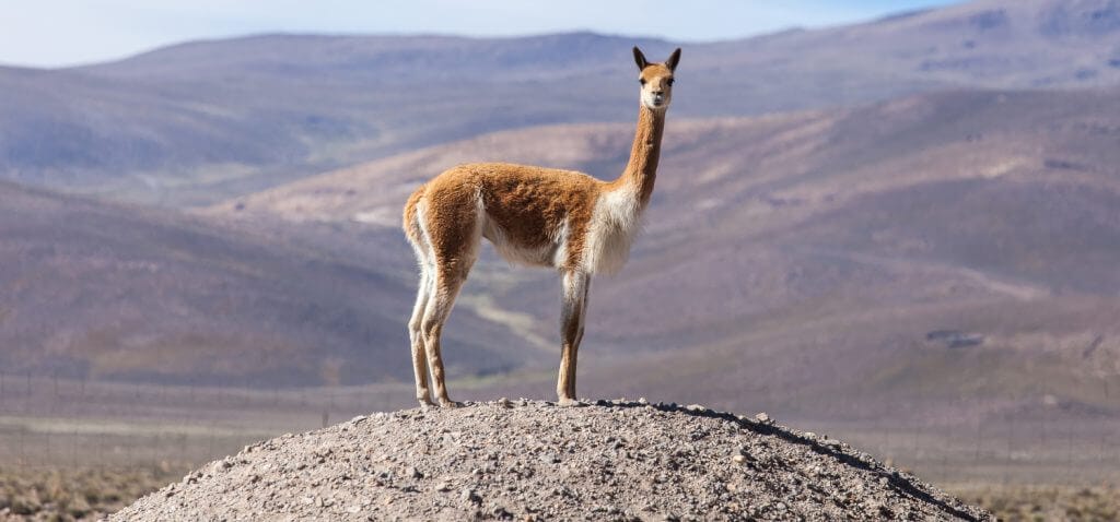 Hermès and Loro Piana, careful: “Luxury shouldn’t abuse its powers”