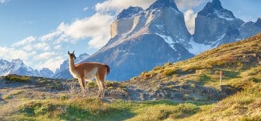 Argentina, the first tannery of guanaco leather opens in June