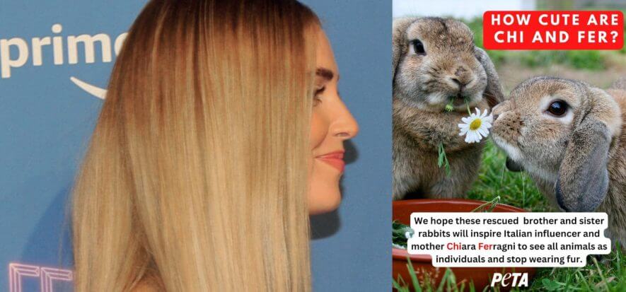 Povera Ferragni, tra tanti problemi le mancava solo l’appello veg