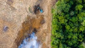 L’Austria scrive a Bruxelles: rinviate il Regolamento Deforestazione