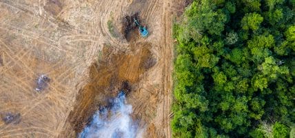 L’Austria scrive a Bruxelles: rinviate il Regolamento Deforestazione