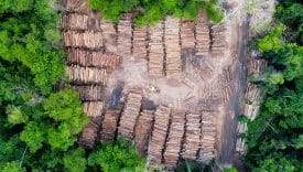 EU Deforestation Regulation: track the batch, not the individual hide