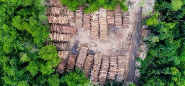 Deforestazione UE: si traccerà il lotto, non la singola pelle