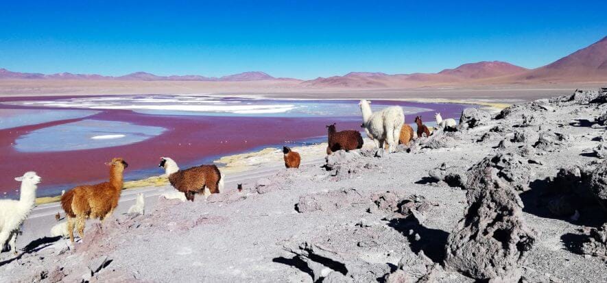 In South America, it's time for camelids: dedicated pole in Bolivia