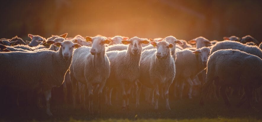 “Scritto così, la Green Claims Directive è un assist al sintetico”