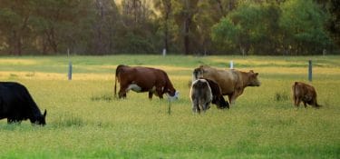 Rivoluzione Teys dopo 75 anni: Cargill finalizza l’acquisizione