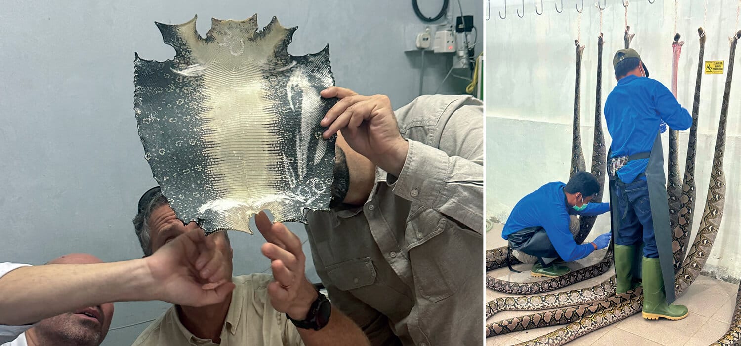 GLI ALTRI SERVIZI | Indonesia, Malesia, Vietnam: Alla scoperta del rettile