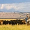 La carne USA, tra aperture all’Argentina e tribolazioni dei big